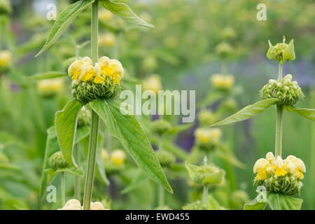 Phlomis fruticosa. Jerusalem Sage / Yellow clary flowering Stock Photo