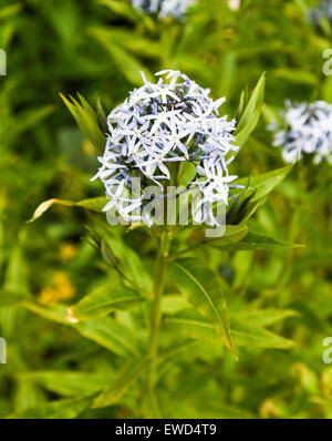 The flowers of the Blue dogbane, Blue Star, Rhazya, or Eastern Bluestar (Amsonia tabernaemontana) Stock Photo