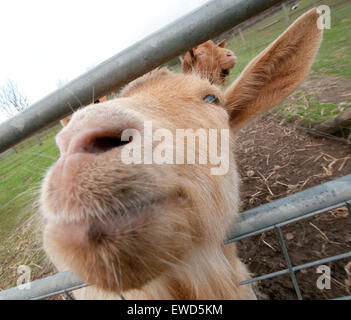 White Post Farm Centre, Farnsfield Nottinghamshire England UK Stock Photo