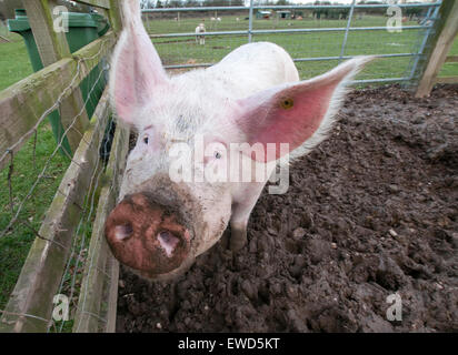 White Post Farm Centre, Farnsfield Nottinghamshire England UK Stock Photo