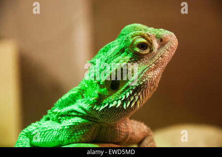 White Post Farm Centre, Farnsfield Nottinghamshire England UK Stock Photo