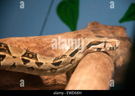 Snake at White Post Farm Centre, Farnsfield Nottinghamshire England UK Stock Photo