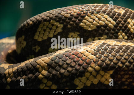 Snake at White Post Farm Centre, Farnsfield Nottinghamshire England UK Stock Photo