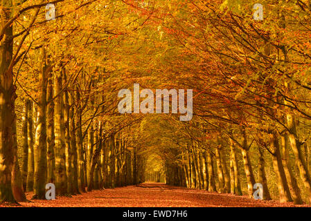 Lane through the beech trees in a forest in autumn colors with fallen leaves on the ground. Stock Photo
