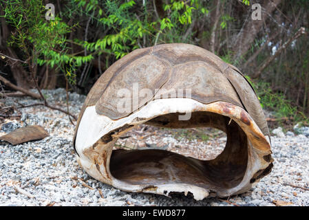 Shell of a dead Giant Tortoise on Isabela Island in the Galapagos Islands in Ecuador Stock Photo