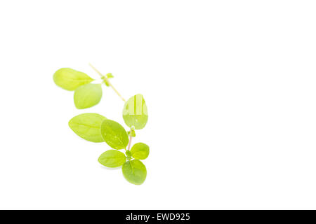 Fresh oregano with dew isolated on white background. Stock Photo