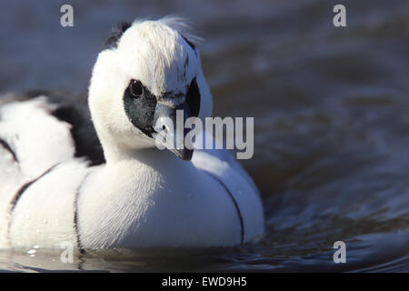 Smew (Mergellus albellus), a head shot of a male (drake) captive duck, Slimbridge WWT Reserve, Gloucestershire, England, UK. Stock Photo