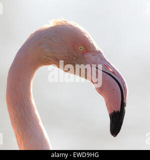 Greater Flamingo (Phoenicopterus ruber), head shot, of a captive bird at Slimbridge WWT Reserve, Gloucestershire, England, UK. Stock Photo