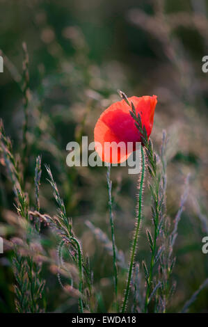 Misk Hills, Hucknall, Nottinghamshire, UK. 23rd June, 2015. UK Weather: Sunny end to the day ,poppy amongst long grass backlit by setting sun . Credit:  IFIMAGE/Alamy Live News Stock Photo