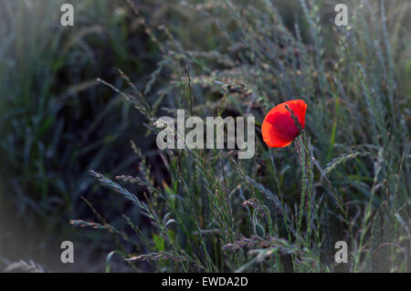 Misk Hills, Hucknall, Nottinghamshire, UK. 23rd June, 2015. UK Weather: Sunny end to the day ,poppy amongst long grass backlit by setting sun . Credit:  IFIMAGE/Alamy Live News Stock Photo