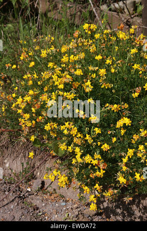 Birdsfoot Trefoil, Lotus corniculatus, Fabaceae Stock Photo
