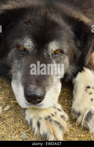 A close up vertical of an older pet dog laying on his paws but keeping a watchful eye on his surroundings Stock Photo