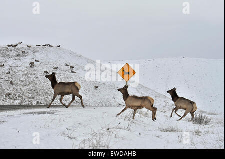 A herd of elk crossing the road at the animal crossing sign Stock Photo