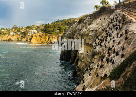 Cormorants, La Jolla Cove, San Diego, California, USA Stock Photo