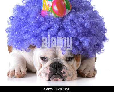 birthday dog - bulldog humanized as female with wig and hat on white background Stock Photo