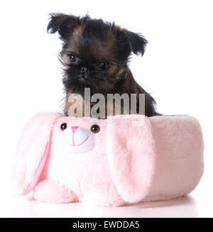 easter puppy - brussels griffon sitting inside an pink easter basket Stock Photo