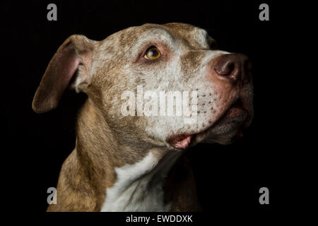 Profile headshot studio portrait of a wise senior Pitbull dog looking upward in anticipation against a black background Stock Photo