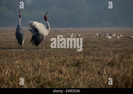 A Sarus Crane pair calls out with other birds in the background watching Stock Photo