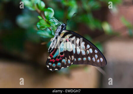 A blue and black BUTTERFLY on the BOLAVEN PLATEAU near PAKSE - SOUTHERN, LAOS Stock Photo