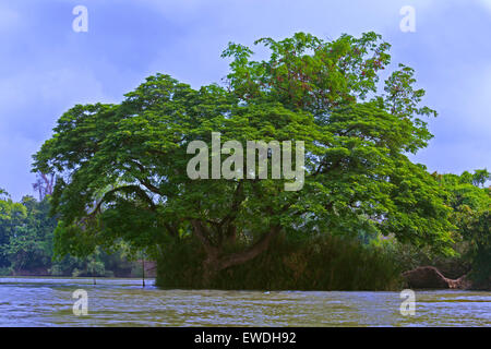 Tropical Tree on DON KHONG ISLAND in the 4 Thousand Islands area on the Mekong River - SOUTHERN, LAOS Stock Photo