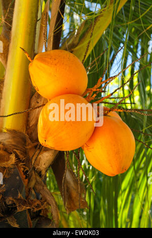 Raw coconuts on palm tree Stock Photo