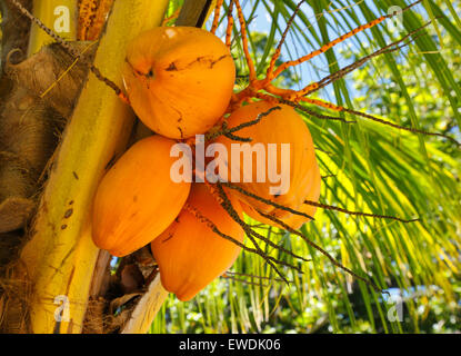 Raw coconuts on palm tree Stock Photo