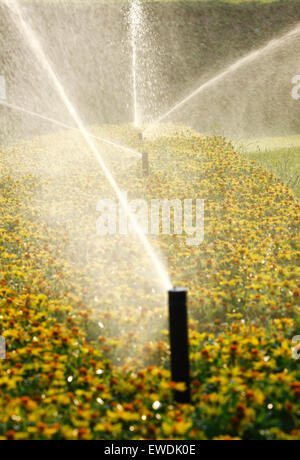 Lawn sprinklers Stock Photo