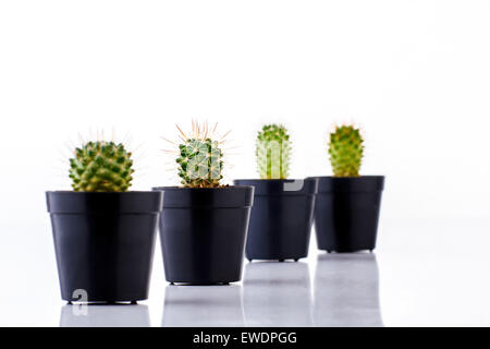 various cactus in pots isolated on white background Stock Photo