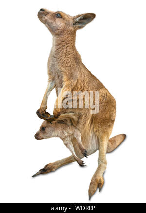 Red female kangaroo, Macropus rufus, with a baby in her pocket, isolated on white background. Concept of tenderness, protection Stock Photo