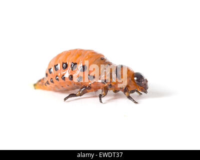Leptinotarsa decemlineata, Colorado potato beetle larva. About 4mm long. White background. Stock Photo