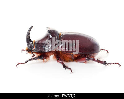 Large beetle. European rhinoceros beetle. Oryctes nasicornis. Stock Photo