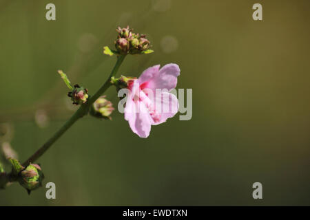 Hollyhock (alcea rosea) fam malvaceae, Pune, Maharashtra, India Stock Photo