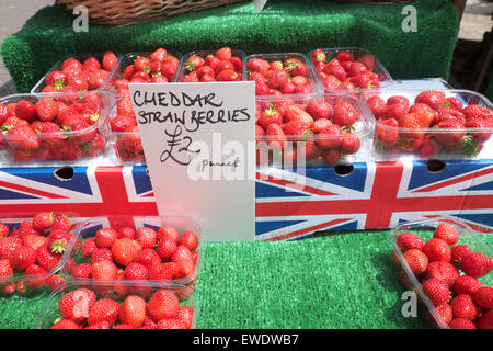 British strawberries for sale grown in Cheddar Somerset  price £2 per punnet in June 2015. Stock Photo