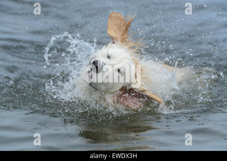 A Golden Retriever plays in the water at Indian Mound Park, Englewood, South West Florida, USA Stock Photo