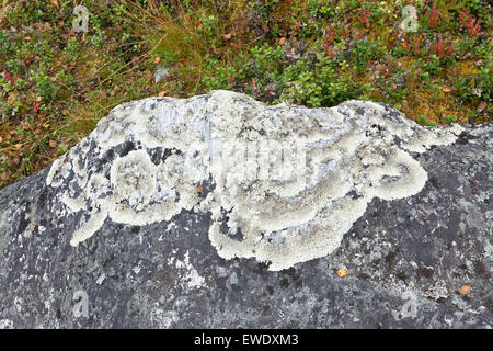 Close up on Arctoparmelia centrifuga, lichen in the family Parmeliaceae on a stone. Common plant in the taiga area. Stock Photo
