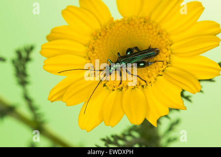 False Oil Beetle, Pollen-feeding Beetle, male, Grüner Scheinbockkäfer, Blaugrüner Schenkelkäfer, Männchen, Oedemera nobilis Stock Photo