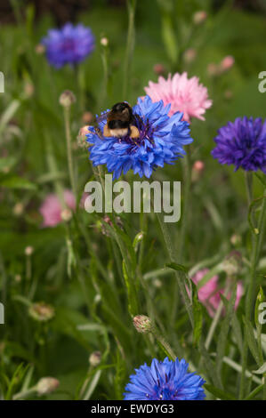 Bee Collecting Pollen On A Cornflower Stock Photo