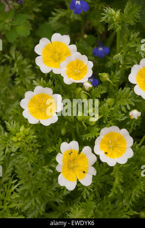 Poached Egg Plant Limnanthes douglasii Stock Photo