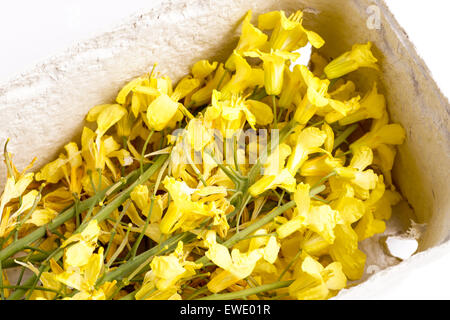 Edible cabbage flowers Herb used for both cooking, alternative medicine and aromatherapy. Great ingredients in the New Nordic cu Stock Photo