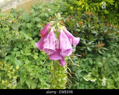Foxglove. Early Summer. Pink coloured flowers.