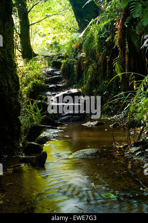 Water flowing through a rocky creek in a dense green forest. Stock Photo