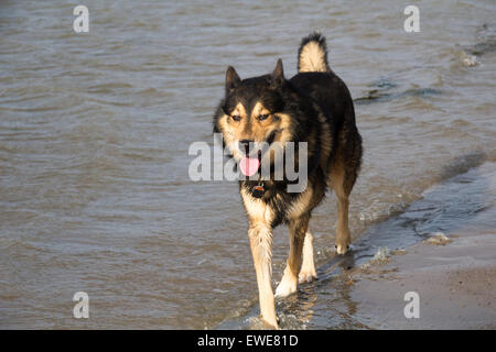 Emden, Germany, a Husky Sheepdog mix trots the North Sea beach through the water Stock Photo