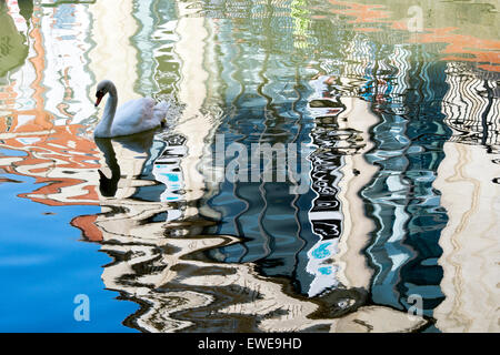 Cygnus olor. Mute swan on River Witham in Lincoln abstract. Lincolnshire, England Stock Photo