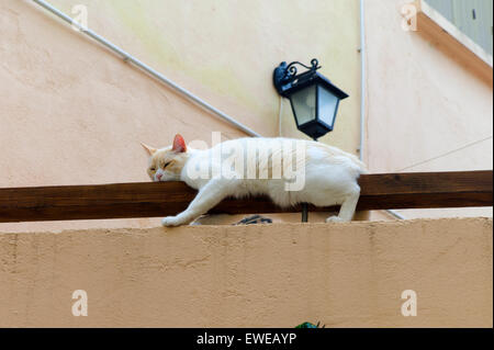 Lazy cat, Sigean, Languedoc-Roussillon, France Stock Photo