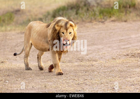 Lion (Panthera leo) takes a walk after feeding on prey in the Serengeti Tanzania Stock Photo