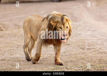 Lion (Panthera leo) takes a walk after feeding on prey in the Serengeti Tanzania Stock Photo