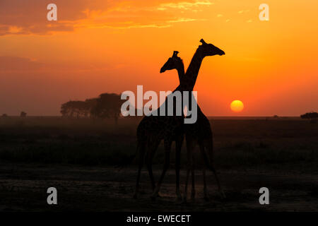 Masai Giraffe (Giraffa camelopardalis) at sunset in the Serengeti Tanzania Stock Photo