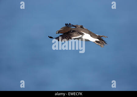 Razorbill (Alca Torda)  flight over the sea Isle of May; Scotland UK Stock Photo