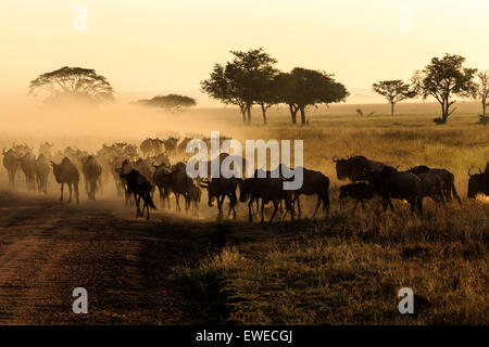 Wildebeest (Connochaetes taurinus) migration in the Serengeti Tanzania Stock Photo