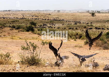 Long lines of wildebeest (Connochaetes taurinus), watched by vultures,    migrate in search of fresh grass in the Serengeti Tanzania Stock Photo